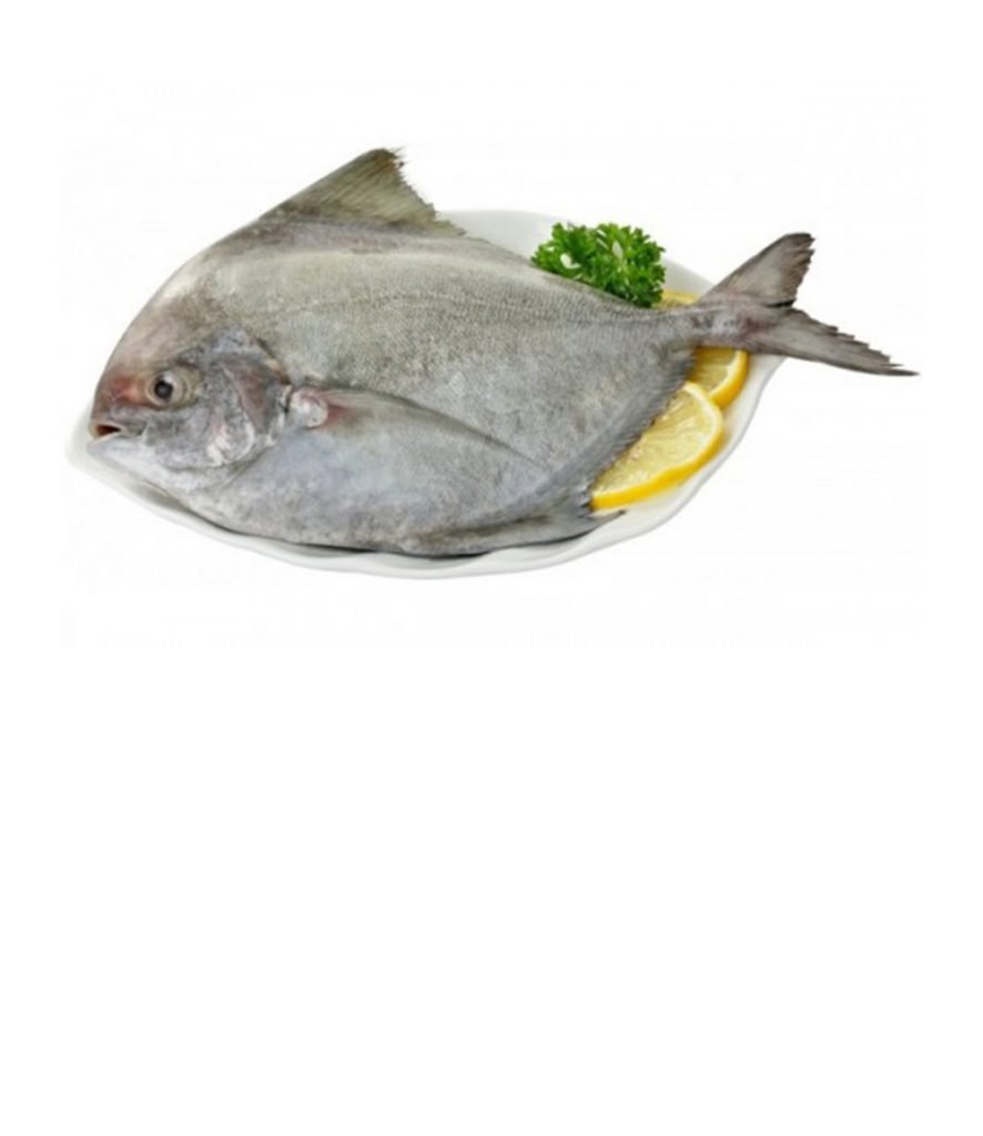 Buy Online Black Pomfret Karutha Avoli Halwa Fish Ahmedabad Fish