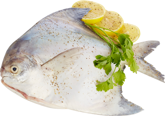 fresh seasonal fish home delivery in ahmedabad ahmedabadfish com www ahmedabadfish com